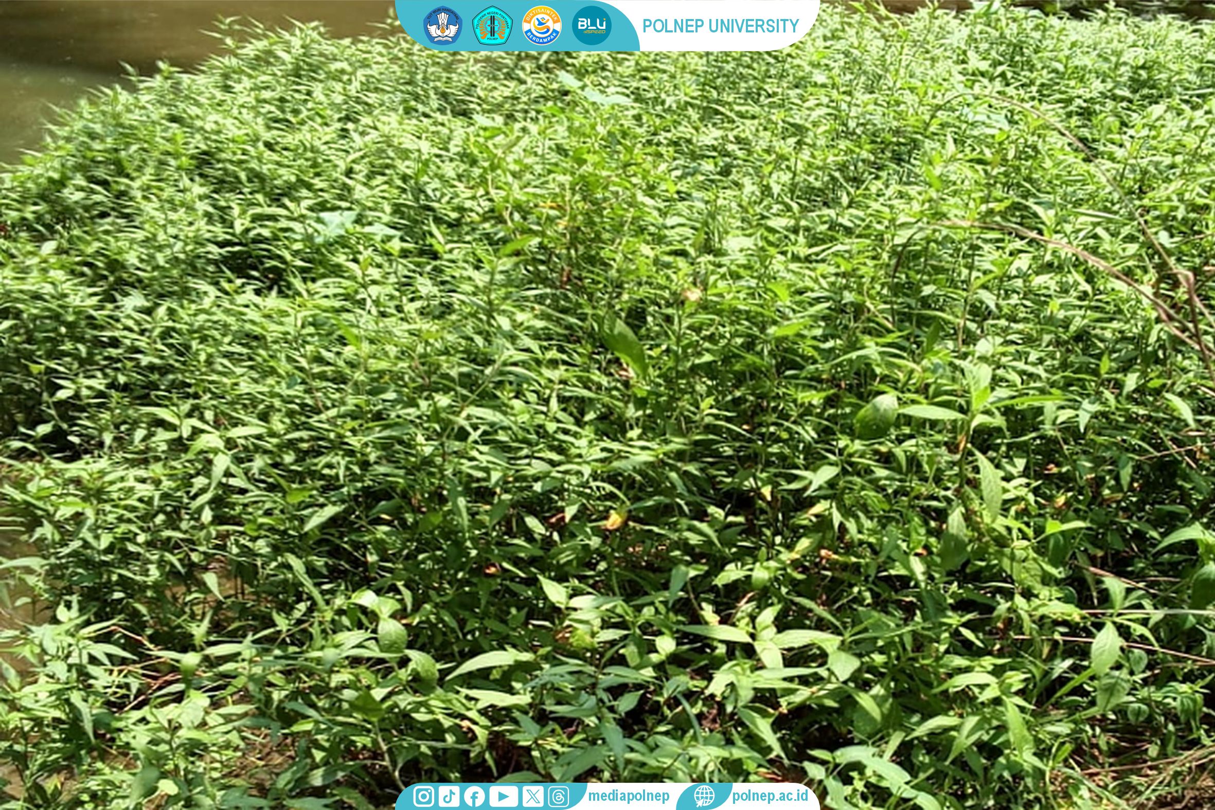 MENYULAP KESUM KALBAR: DARI SEMANGKUK BUBUR PEDAS MENUJU PANGAN FUNGSIONAL PENGUAT KETAHANAN PANGAN